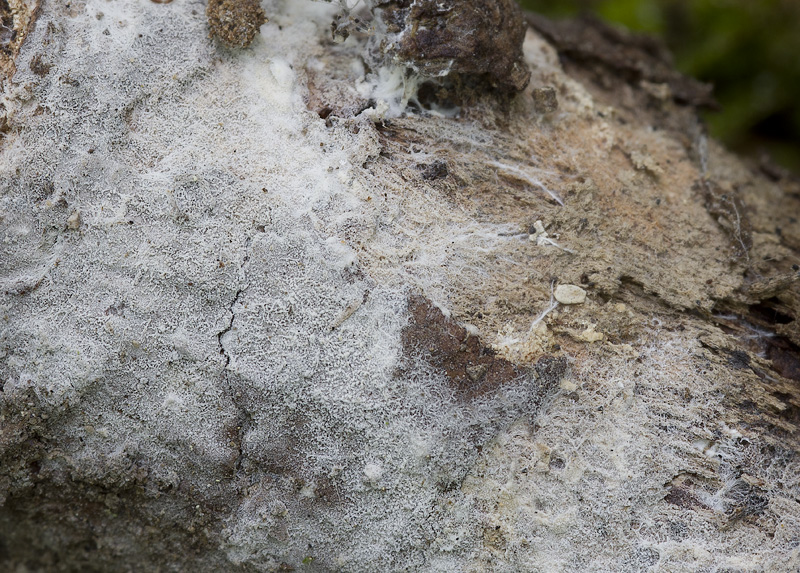 Trechispora stellulata